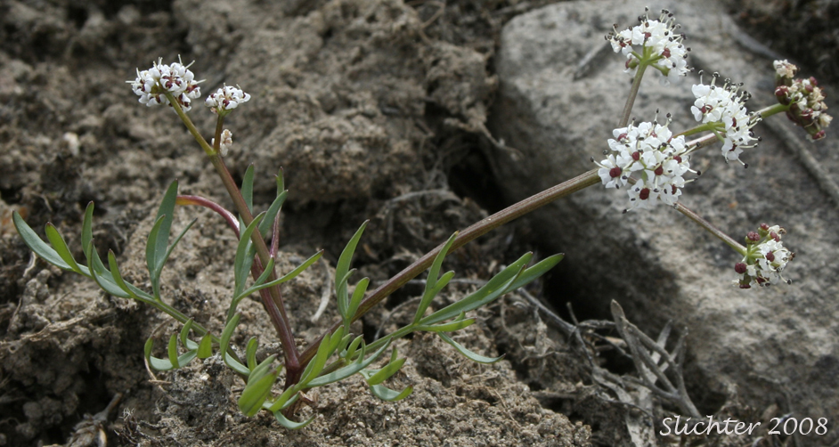 Indian Biscuitroot, Salt and Pepper, Piper's Desert Parsley: Lomatium piperi (Synonym: Cogswellia piperi)