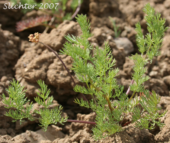 Uptanum Desert-parsley, Umptanum Desert Parsley: Lomatium quintuplex