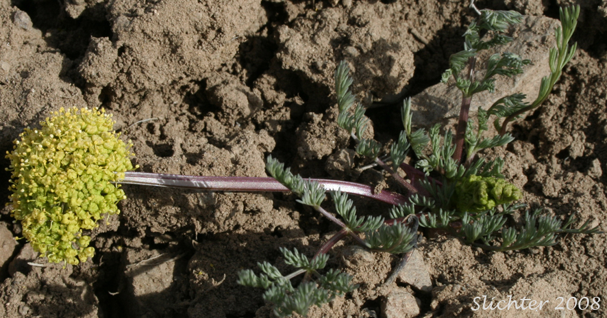 Uptanum Desert-parsley, Umptanum Desert Parsley: Lomatium quintuplex