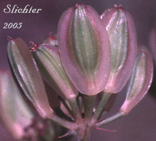 Broad-winged fruits of Broad Fruit Lomatium, Nine-leaf Desert Parsley, Downy Desert Parsley, Great Basin Desertparsley, Great Basin Desert Parsley: Lomatium simplex var. simplex (Synonyms: Lomatium platycarpum, Lomatium triternatum ssp. platycarpum)