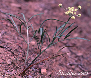 Nineleaf Biscuitroot, Nineleaf Desert Parsley, Nine-leaf Lomatium: Lomatium triternatum var. triternatum (Synonyms: Lomatium simplex var. leptophyllum, Lomatium triternatum var. alatum, Lomatium triternatum var. macrocarpum, Lomatium triternatum ssp. triternatum, Lomatium triternatum ssp. triternatum var. triternatum)