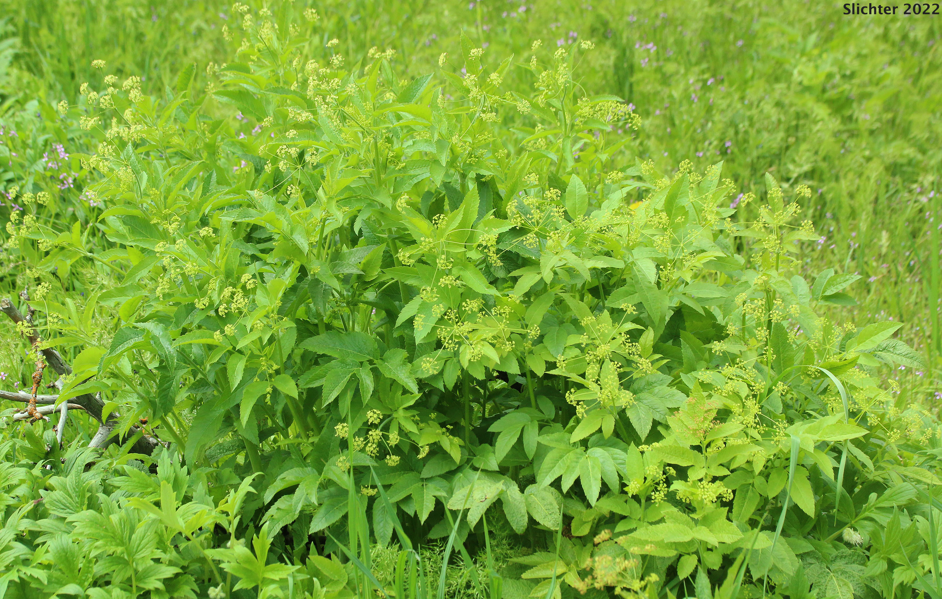 Mountain Sweet Cicely, Sierran Sweet-cicely, Western Sweet-cicely, Western Sweetroot: Osmorhiza occidentalis (Synonyms: Glycosma ambiguum, Glycosma occidentalis, Osmorhiza ambigua, Osmorhiza ambiguum)