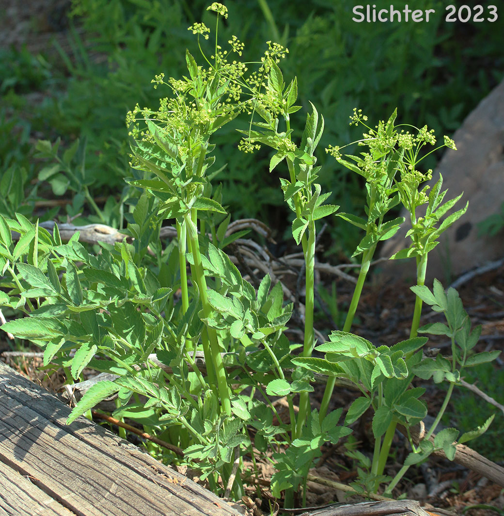 Mountain Sweet Cicely, Sierran Sweet-cicely, Western Sweet-cicely, Western Sweetroot: Osmorhiza occidentalis (Synonyms: Glycosma ambiguum, Glycosma occidentalis, Osmorhiza ambigua, Osmorhiza ambiguum)
