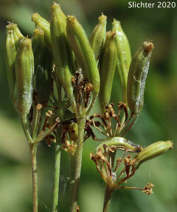 Developing fruits of Mountain Sweet Cicely, Sierran Sweet-cicely, Western Sweet-cicely, Western Sweetroot: Osmorhiza occidentalis (Synonyms: Glycosma ambiguum, Glycosma occidentalis, Osmorhiza ambigua, Osmorhiza ambiguum)