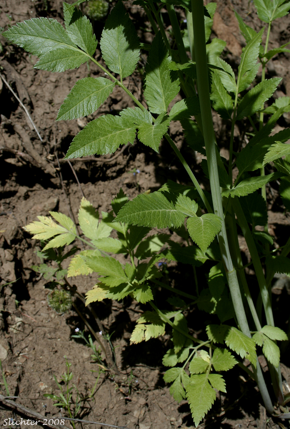 Leaves of Mountain Sweet Cicely, Sierran Sweet-cicely, Western Sweet-cicely, Western Sweetroot: Osmorhiza occidentalis (Synonyms: Glycosma ambiguum, Glycosma occidentalis, Osmorhiza ambigua, Osmorhiza ambiguum)