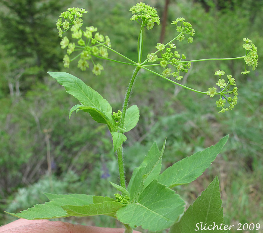 Inflorescence of Mountain Sweet Cicely, Sierran Sweet-cicely, Western Sweet-cicely, Western Sweetroot: Osmorhiza occidentalis (Synonyms: Glycosma ambiguum, Glycosma occidentalis, Osmorhiza ambigua, Osmorhiza ambiguum)
