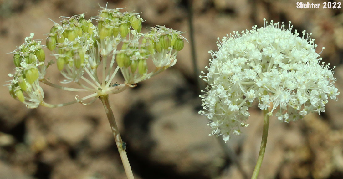 Olasi, Bolander's Yampah, Mountain False Caraway: Perideridia bolanderi ssp. bolanderi