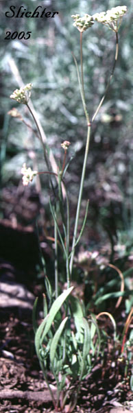 Olasi, Bolander's Yampah, Mountain False Caraway: Perideridia bolanderi ssp. bolanderi
