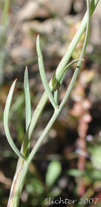 Stem leaf of Olasi, Bolander's Yampah, Mountain False Caraway: Perideridia bolanderi ssp. bolanderi
