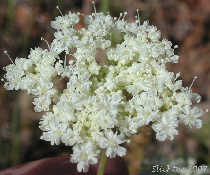 Umbel of Olasi, Bolander's Yampah, Mountain False Caraway: Perideridia bolanderi ssp. bolanderi