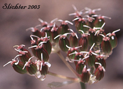 maturing fruits of Olasi or Bolander's Yampah: Perideridia bolanderi ssp. bolanderi