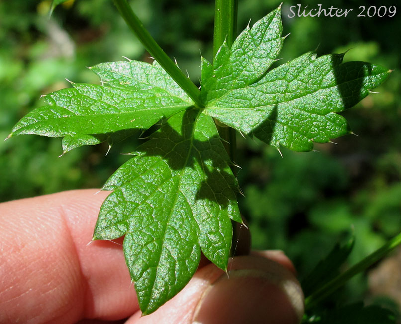 Stem leaves of Pacific Sanicle, Pacific Snakeroot, Western Snakeroot: Sanicula crassicaulis (Synonyms: Sanicula crassicaulis var. crassicaulis, Sanicula crassicaulis var. tripartita, Sanicula menziesii, Sanicula tripartita)