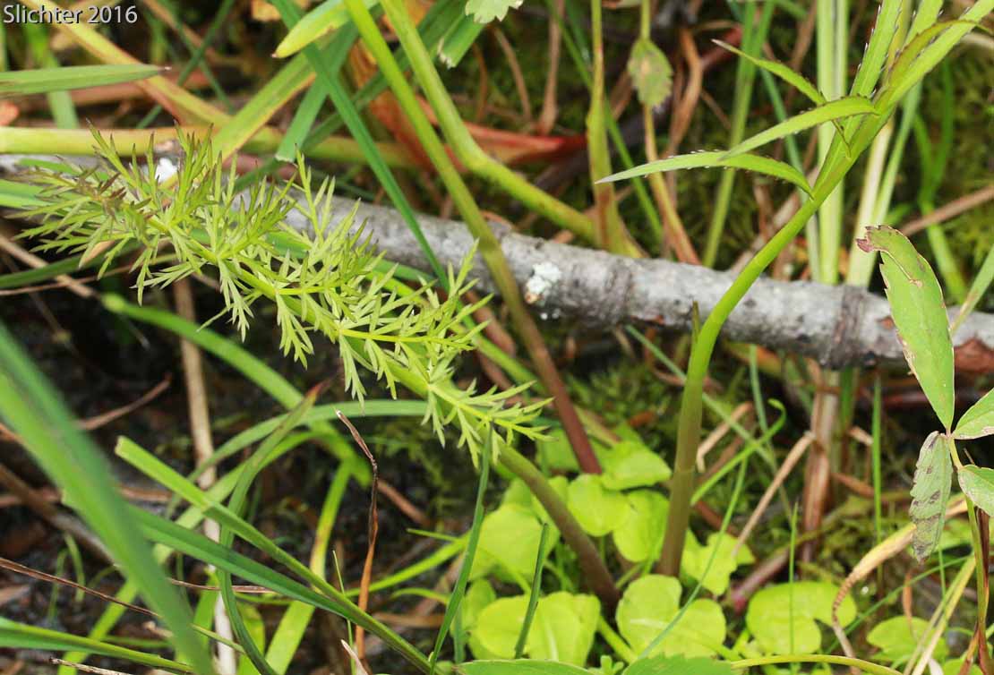 Hemlock Waterparsnip, Hemlock Water-parsnip, Water Parsnip: Sium suave (Synonyms: Sium cicutifolium, Sium floridanum, Sium suave var. floridanum)