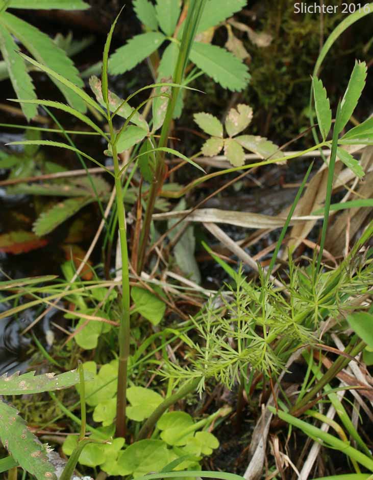 Leaves of Hemlock Waterparsnip, Hemlock Water-parsnip, Water Parsnip: Sium suave (Synonyms: Sium cicutifolium, Sium floridanum, Sium suave var. floridanum)