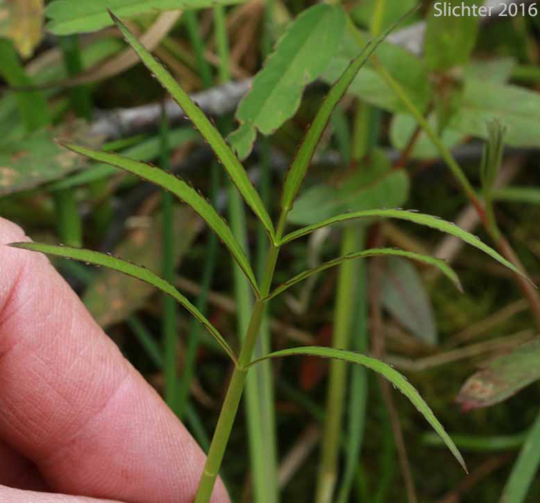Basal leaf of Hemlock Waterparsnip, Hemlock Water-parsnip, Water Parsnip: Sium suave (Synonyms: Sium cicutifolium, Sium floridanum, Sium suave var. floridanum)
