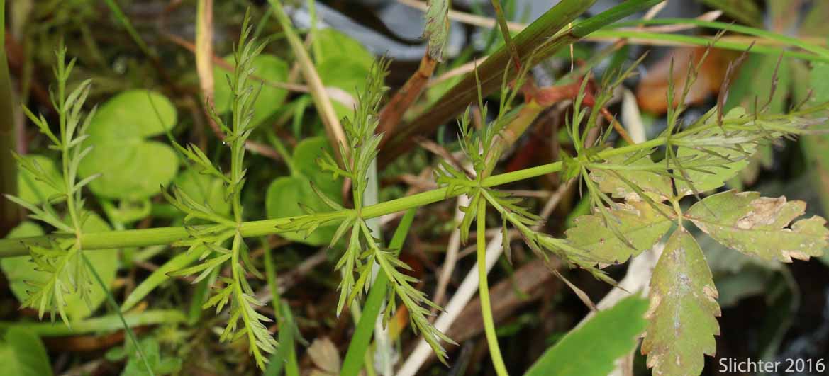 Basal leaf of Hemlock Waterparsnip, Hemlock Water-parsnip, Water Parsnip: Sium suave (Synonyms: Sium cicutifolium, Sium floridanum, Sium suave var. floridanum)