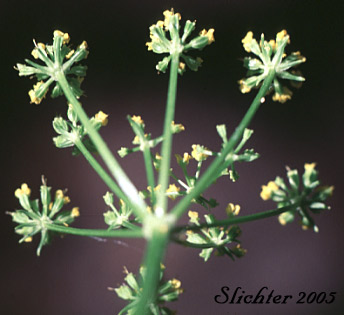 Inflorescence of Heart-leaved Alexanders, Meadow Zizia: Zizia aptera var. occidentalis (Synonym: Zizia aperta, Zizia cordata)