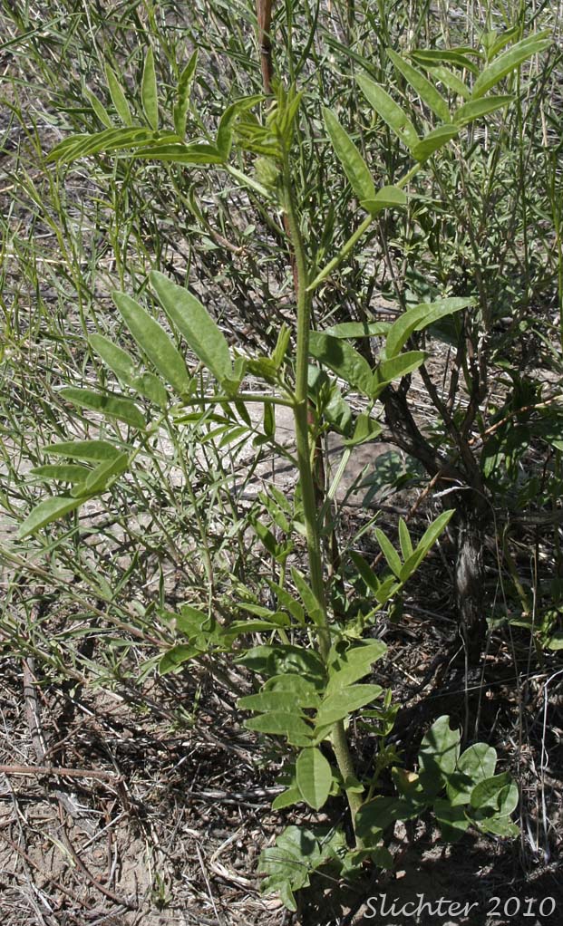 Desert False-indigo, False Indigo, False Indigo-bush: Amorpha fruticosa (Synonyms: Amorpha angustifolia, Amorpha bushii, Amorpha croceolanata, Amorpha curtissii, Amorpha dewinkeleri, Amorpha occidentalis, Amorpha tennesseensis, Amorpha virgata)