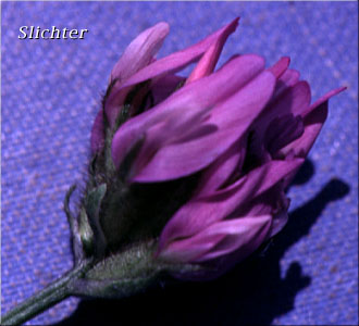 Close-up of an inflorescence of Field Milkvetch, Field Milk-vetch, Purple Milkvetch, Purple Milk-vetch, Cock's-head: Astragalus agrestis (Synonyms: Astragalus danicus, Astragalus danicus var. dasyglottis, Astragalus dasyglottis, Astragalus goniatus, Astragalus hypoglottis)