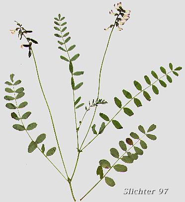 Alpine Milkvetch, Alpine Milk-vetch: Astragalus alpinus var. alpinus (Synonym: Astragalus alpiniformis)