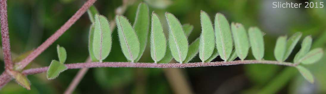 Lower leaf surface of Alpine Milkvetch, Alpine Milk-vetch: Astragalus alpinus var. alpinus (Synonym: Astragalus alpiniformis)