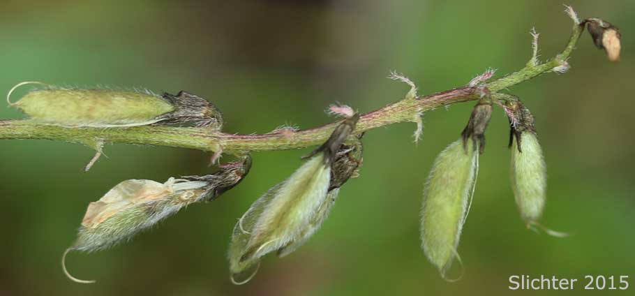 Pods of Alpine Milkvetch, Alpine Milk-vetch: Astragalus alpinus var. alpinus (Synonym: Astragalus alpiniformis)