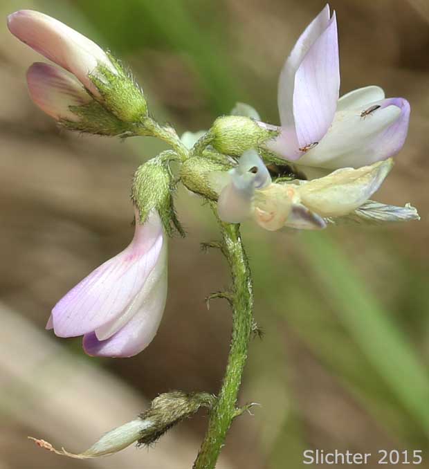 Inflorescence of Alpine Milkvetch, Alpine Milk-vetch: Astragalus alpinus var. alpinus (Synonym: Astragalus alpiniformis)