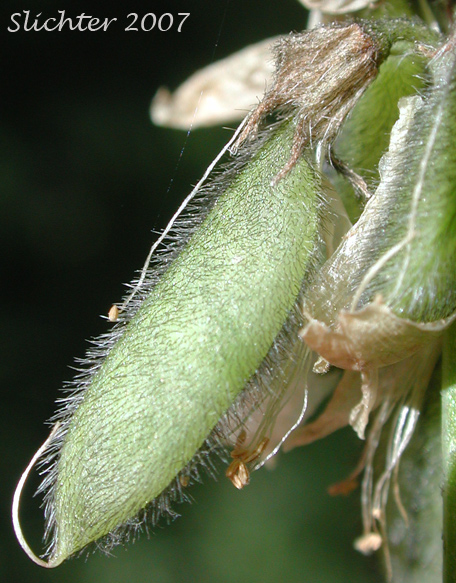 Pods of Alpine Milkvetch, Alpine Milk-vetch: Astragalus alpinus var. alpinus (Synonym: Astragalus alpiniformis)
