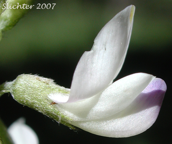 Sideview of a flower of Alpine Milkvetch, Alpine Milk-vetch: Astragalus alpinus var. alpinus (Synonym: Astragalus alpiniformis)