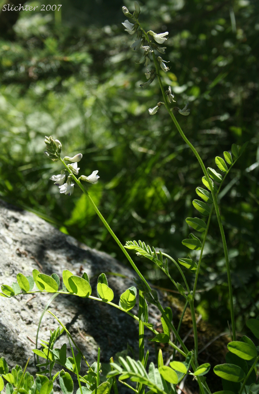 Alpine Milkvetch, Alpine Milk-vetch: Astragalus alpinus var. alpinus (Synonym: Astragalus alpiniformis)