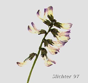 Alpine Milkvetch, Alpine Milk-vetch: Astragalus alpinus var. alpinus (Synonym: Astragalus alpiniformis)