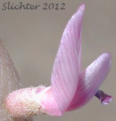 Close-up sideview of a flower of Alvord Milkvetch: Astragalus alvordensis