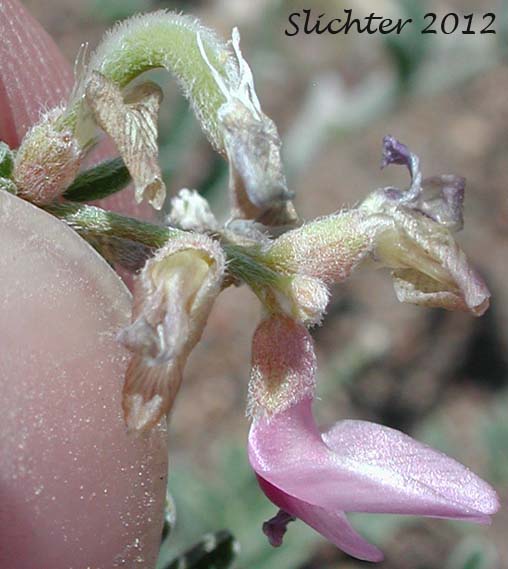 Alvord Milkvetch: Astragalus alvordensis