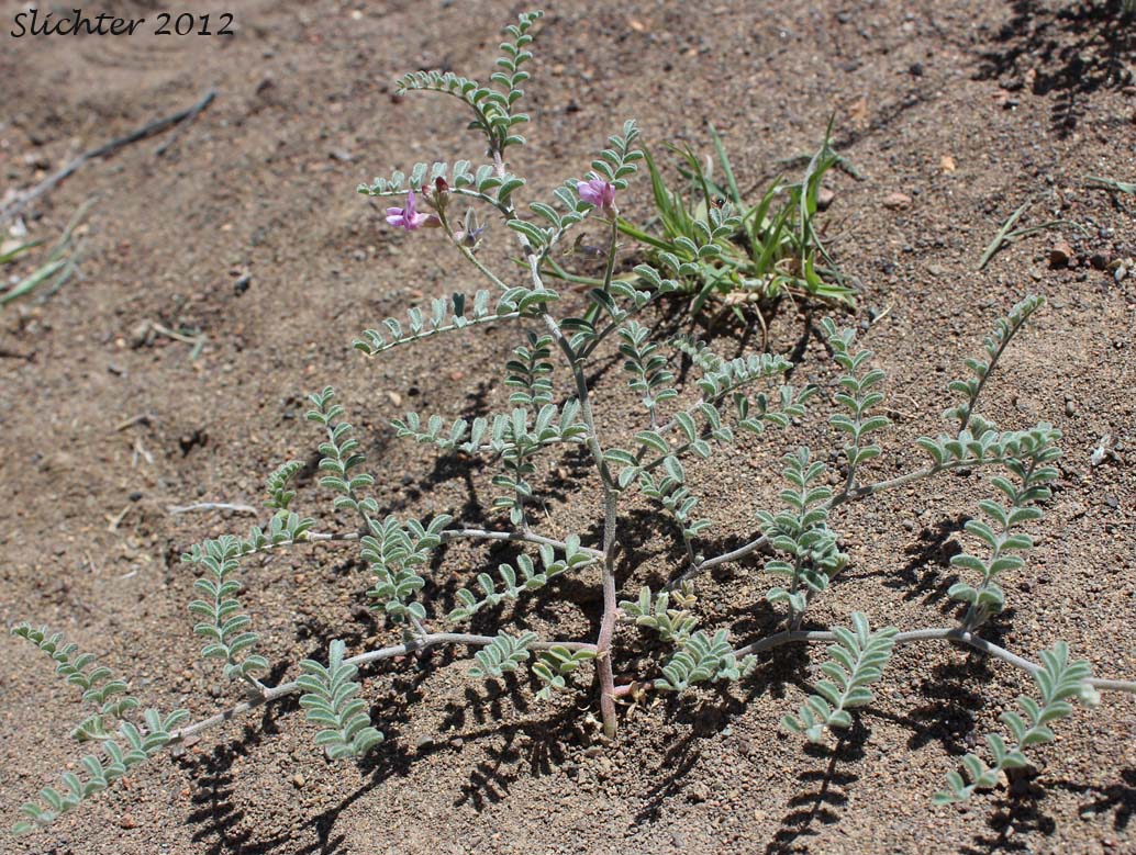 Alvord Milkvetch: Astragalus alvordensis