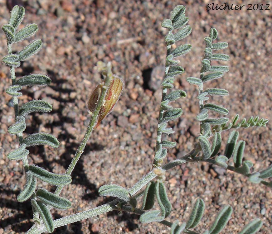 Alvord Milkvetch: Astragalus alvordensis
