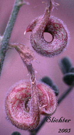 Curled pods of Alvord Milkvetch: Astragalus alvordensis