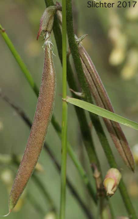 Pendant fruits of Arthur's Milk-vetch, Waha Milk-vetch: Astragalus arthurii