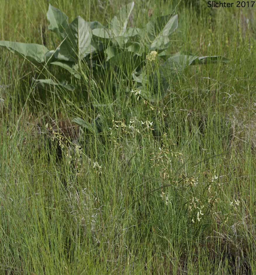 Habitat of Arthur's Milk-vetch, Waha Milk-vetch: Astragalus arthurii