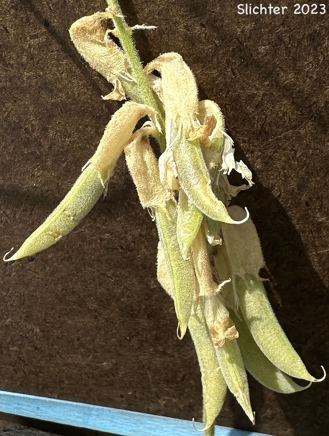 Fruits of Arthur's Milk-vetch, Waha Milk-vetch: Astragalus arthurii (Synonym: Astragalus arthuri)