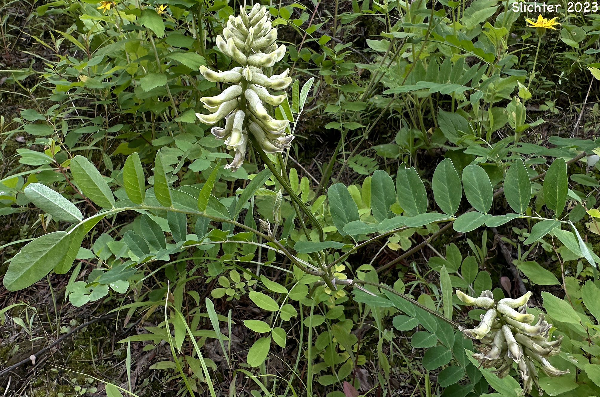 Canada Milk-vetch, Morton's Canadian Milkvetch: Astragalus canadensis var. mortonii (Synonym: Astragalus mortonii)