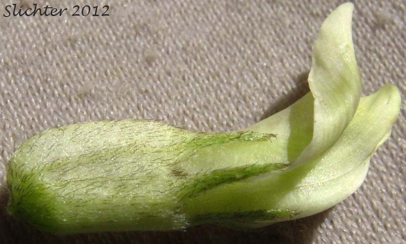 Close-up sideview of a flower of Canada Milk-vetch, Morton's Canadian Milkvetch: Astragalus canadensis var. mortonii (Synonym: Astragalus mortonii)