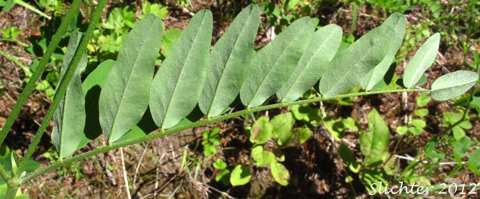 Close-up of the lower leaf surface of Canada Milk-vetch, Morton's Canadian Milkvetch: Astragalus canadensis var. mortonii (Synonym: Astragalus mortonii)