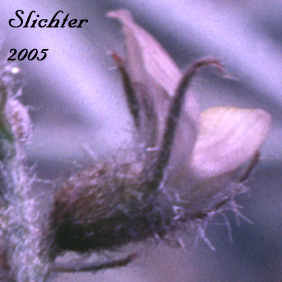 Flower of Buckwheat Milkvetch, Lyall's Milkvetch: Astragalus caricinus (Synonyms: Astragalus lyallii, Astragalus lyallii var. caricinus) 