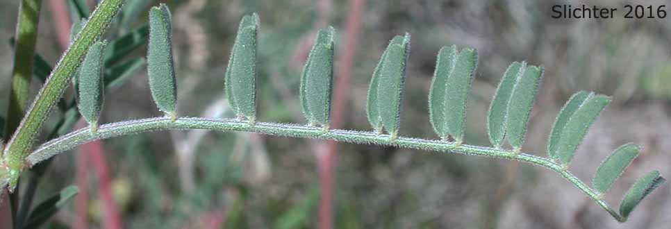 Pinnately compound leaf of Hillside Milkvetch, Hilside Milk-vetch: Astragalus collinus var. collinus
