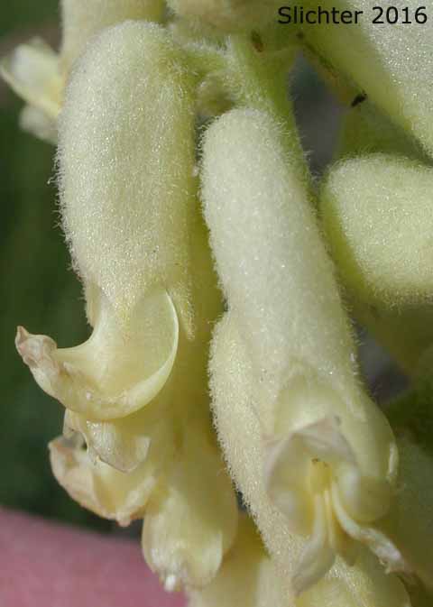 Flowers of Hillside Milkvetch, Hilside Milk-vetch: Astragalus collinus var. collinus