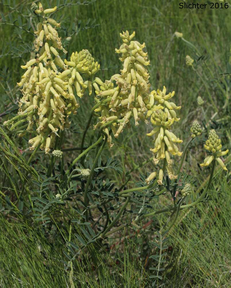 Hillside Milkvetch, Hilside Milk-vetch: Astragalus collinus var. collinus