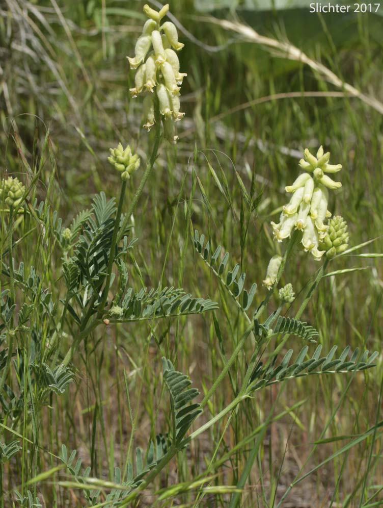 Hillside Milkvetch, Hilside Milk-vetch: Astragalus collinus var. collinus