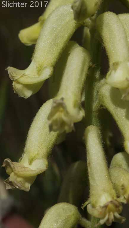Hillside Milkvetch, Hilside Milk-vetch: Astragalus collinus var. collinus
