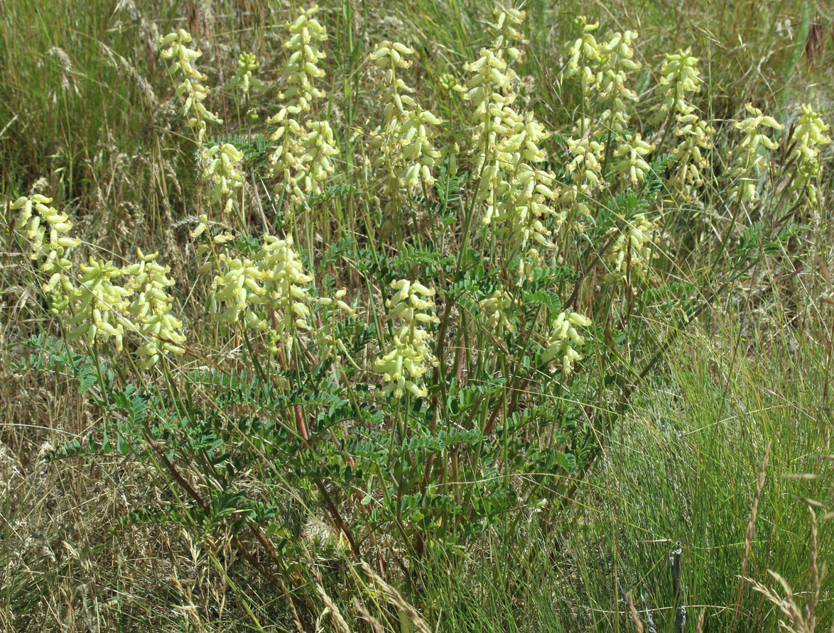 Hillside Milkvetch, Hilside Milk-vetch: Astragalus collinus var. collinus