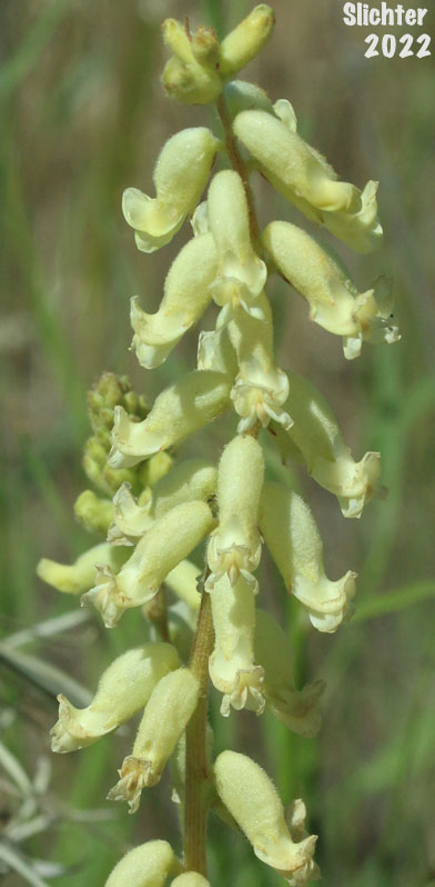 Hillside Milkvetch, Hilside Milk-vetch: Astragalus collinus var. collinus